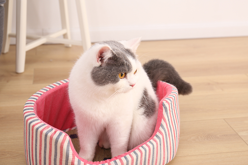 Colorful Breathable Sleeping Bed for Cats