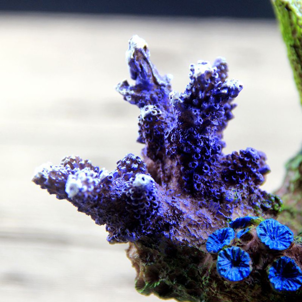 Living Reef Aquarium Decor